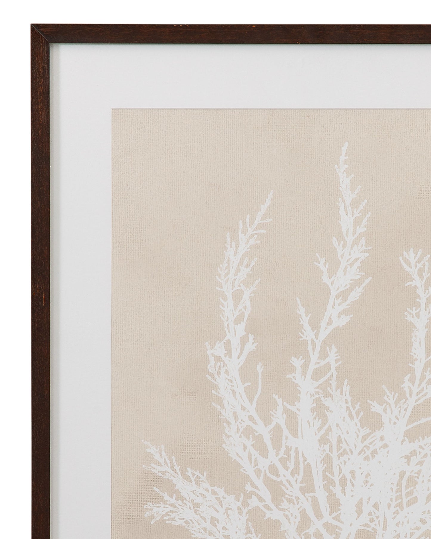 Cystoseira Ericoides Framed Print - Beige