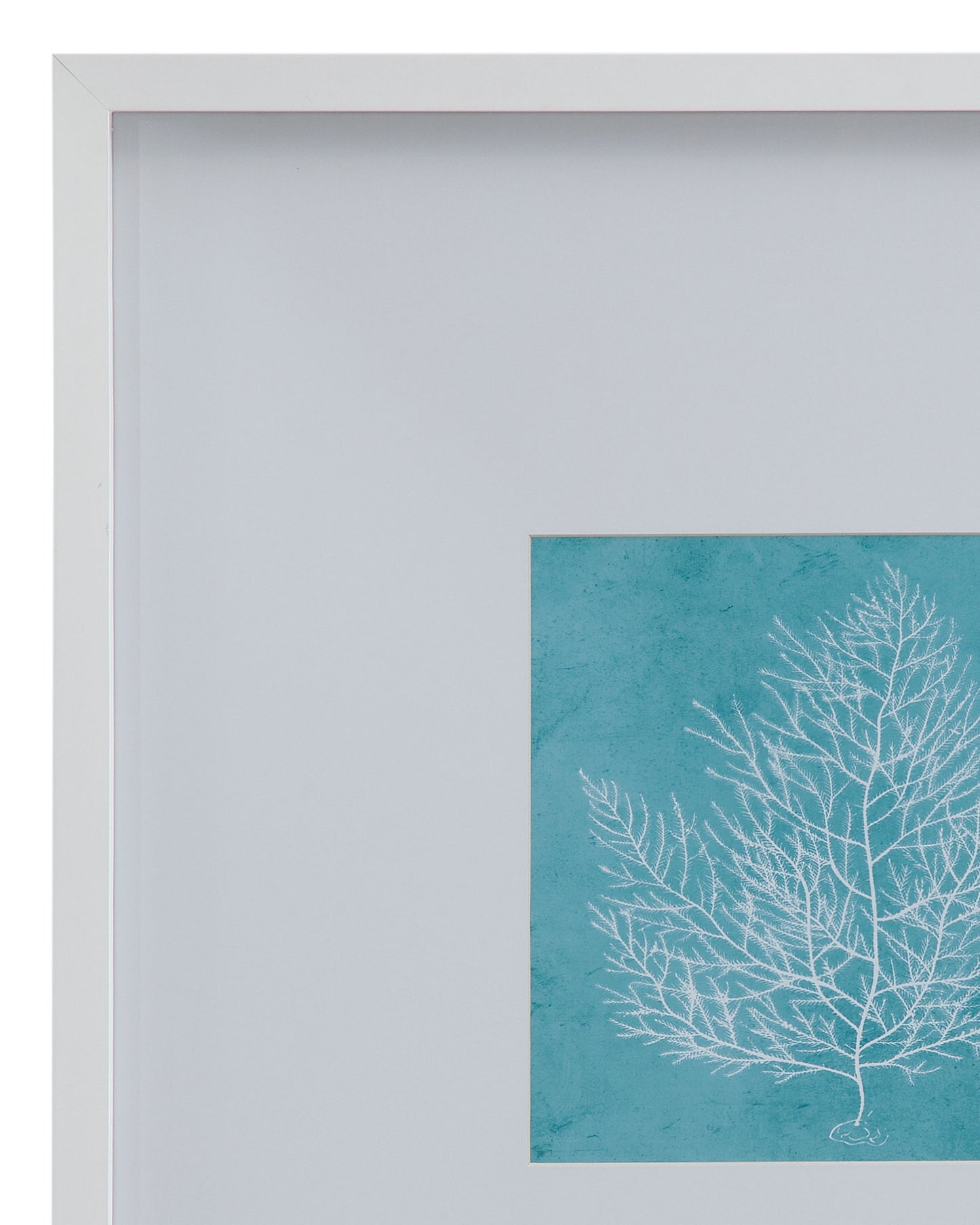 White Coral On Blue I Framed Print - Blue / White