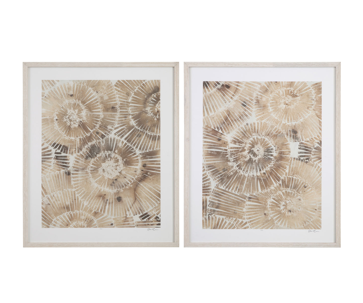 Fossil Nautilus II Framed Print - Brown