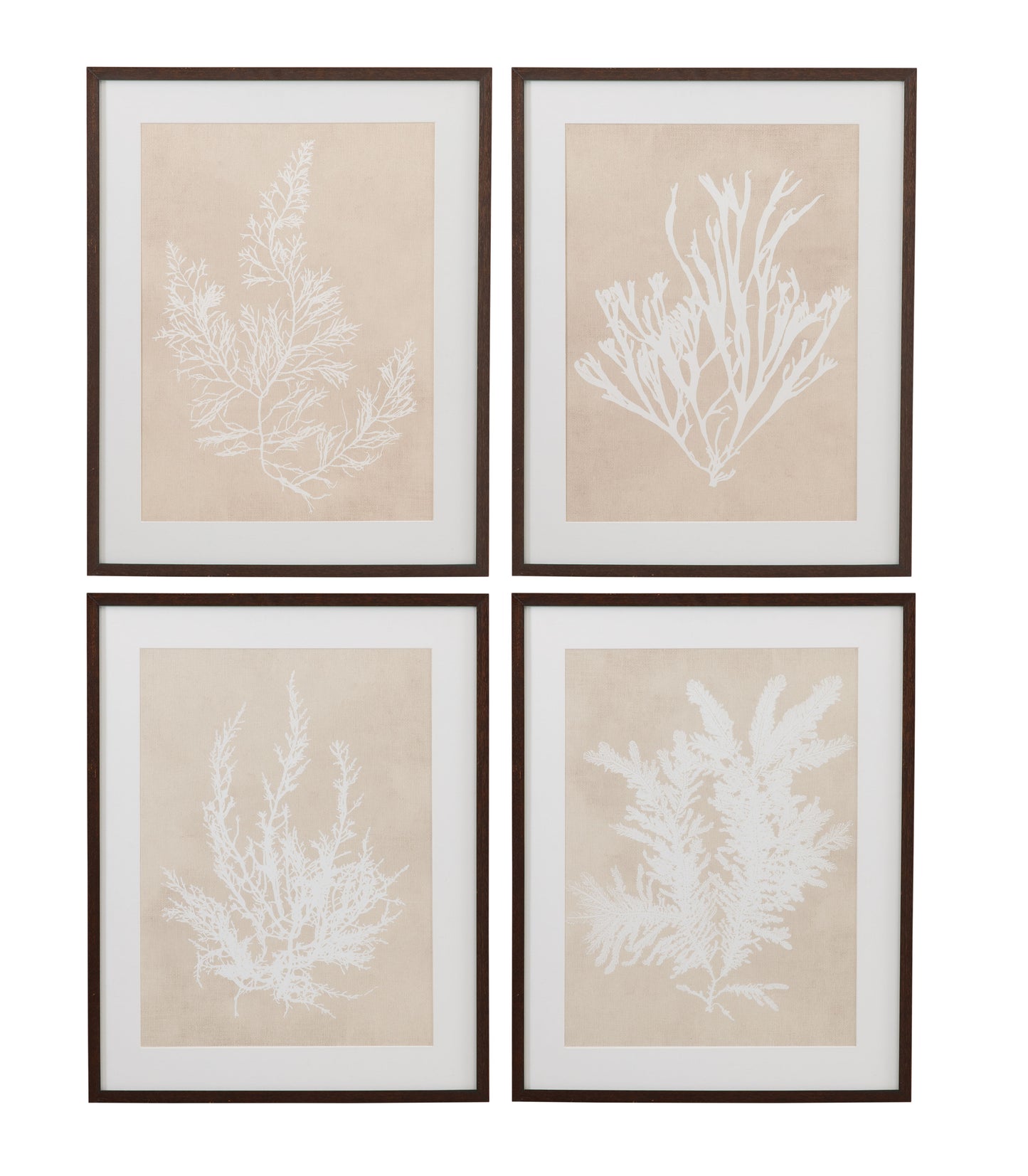 Marine Species Framed Print (Set of 4) - Beige