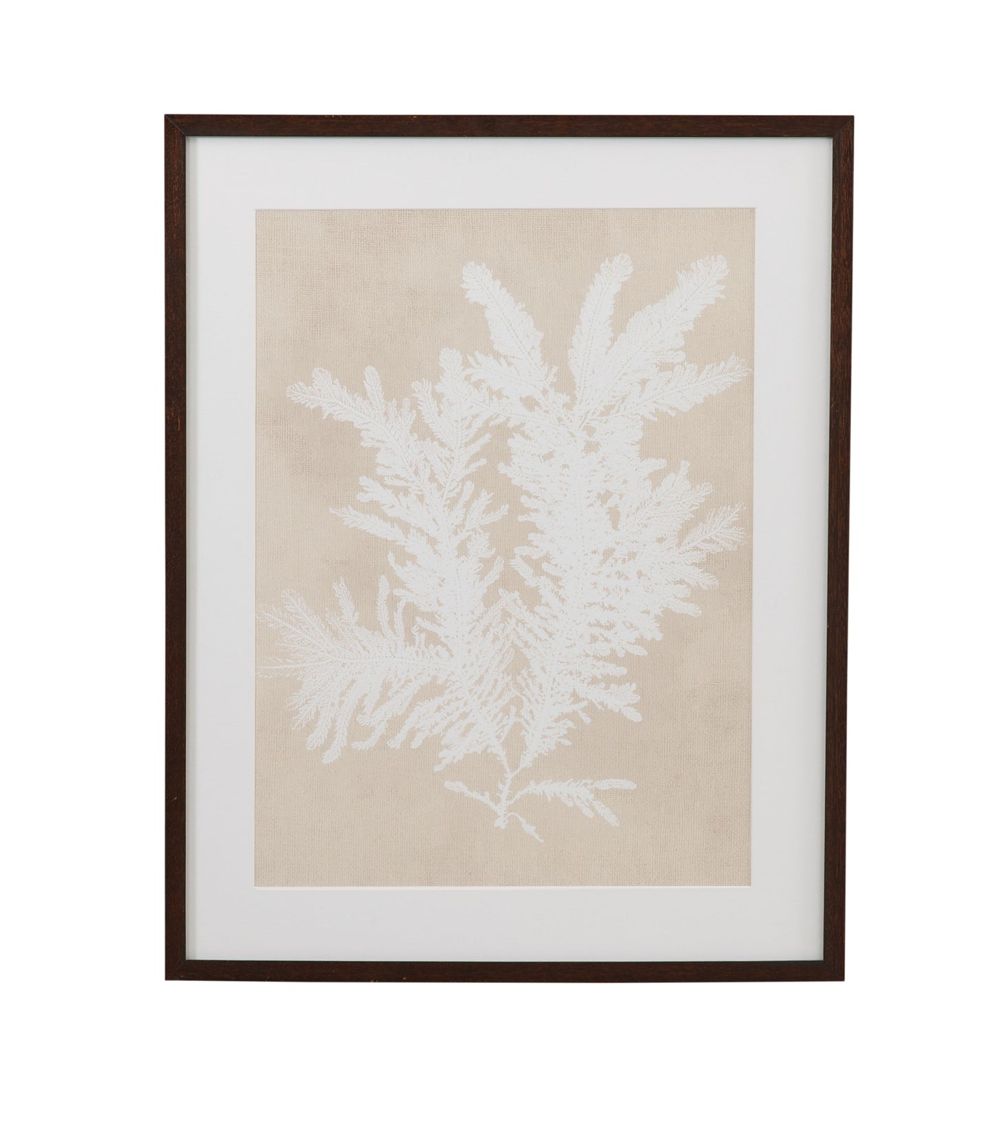Ptilota Plumosa Framed Print - Beige