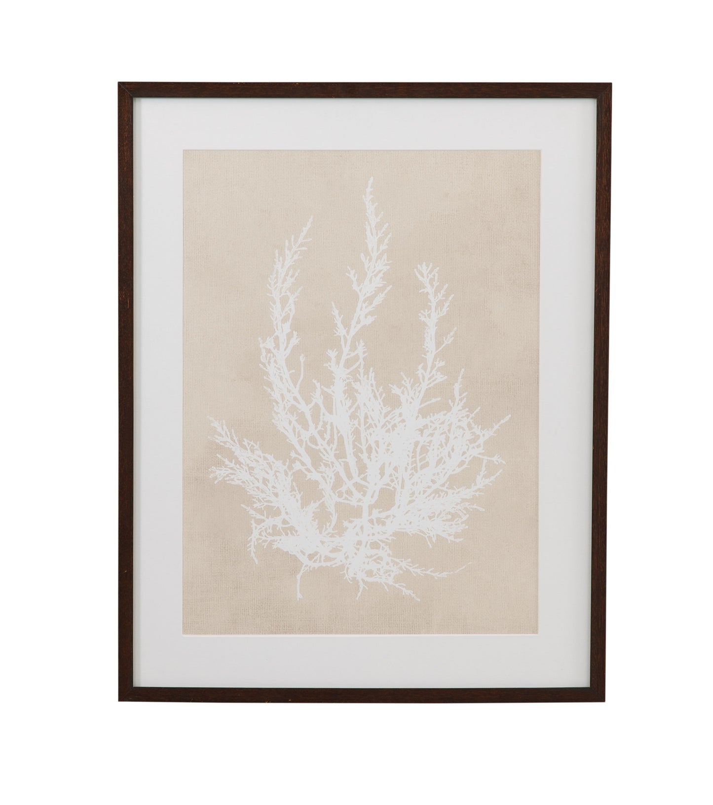 Cystoseira Ericoides Framed Print - Beige