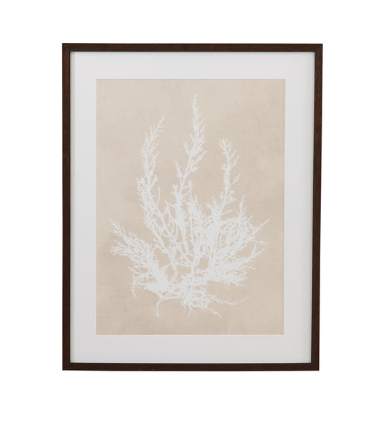 Cystoseira Ericoides Framed Print - Beige