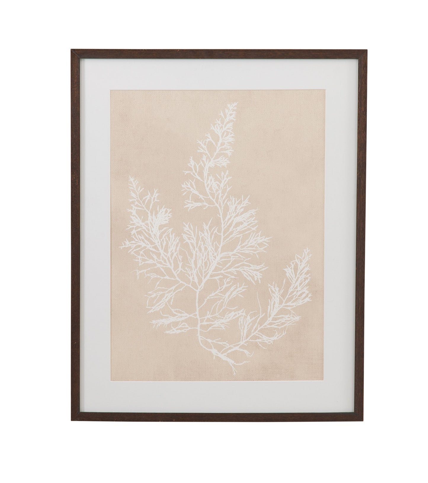 Cystoseira Faeniculacea Framed Print - Beige