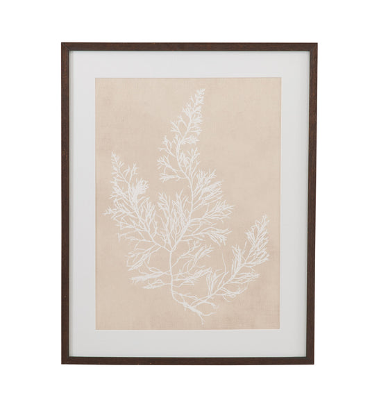 Cystoseira Faeniculacea Framed Print - Beige