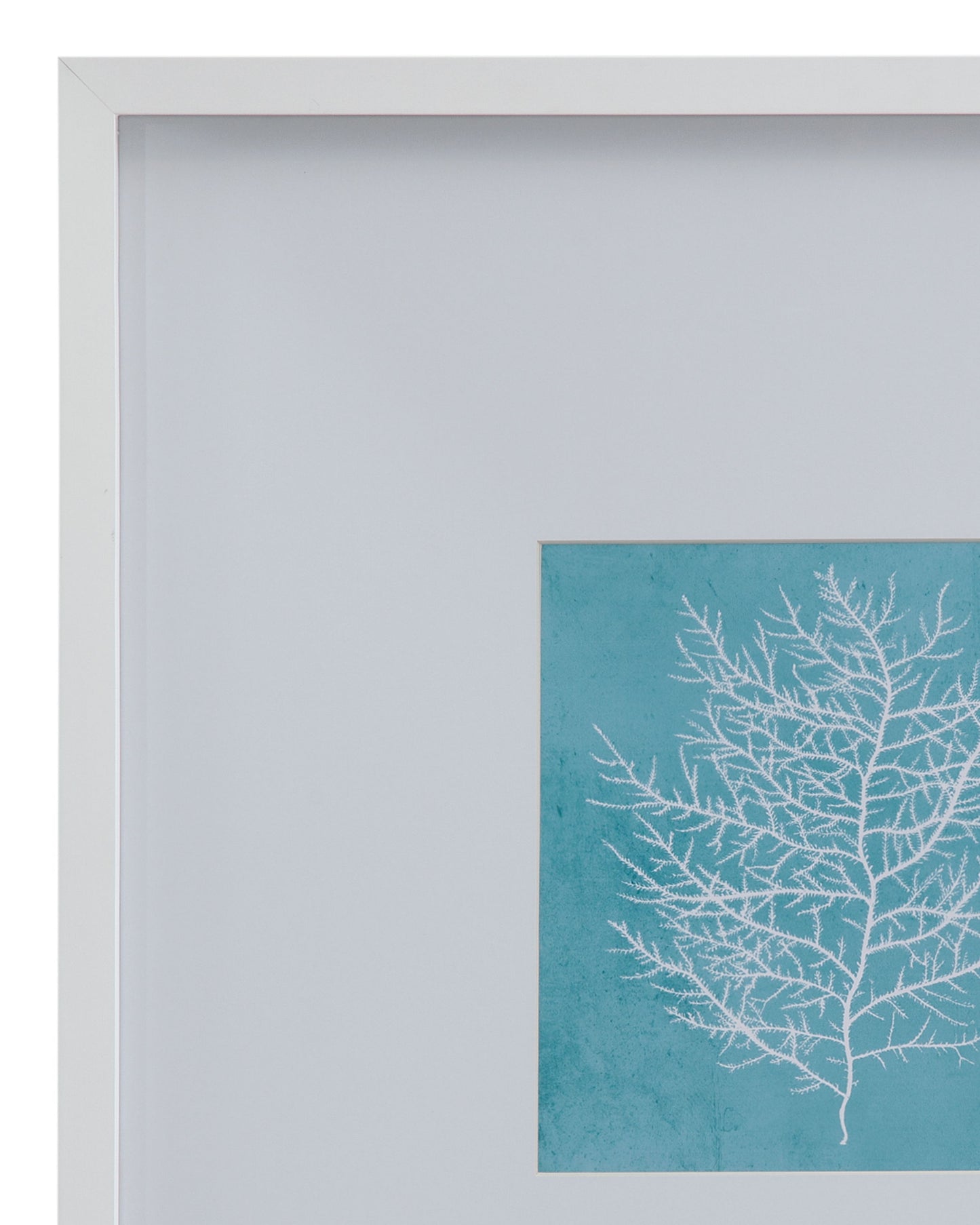 White Coral On Blue II Framed Print - Blue / White